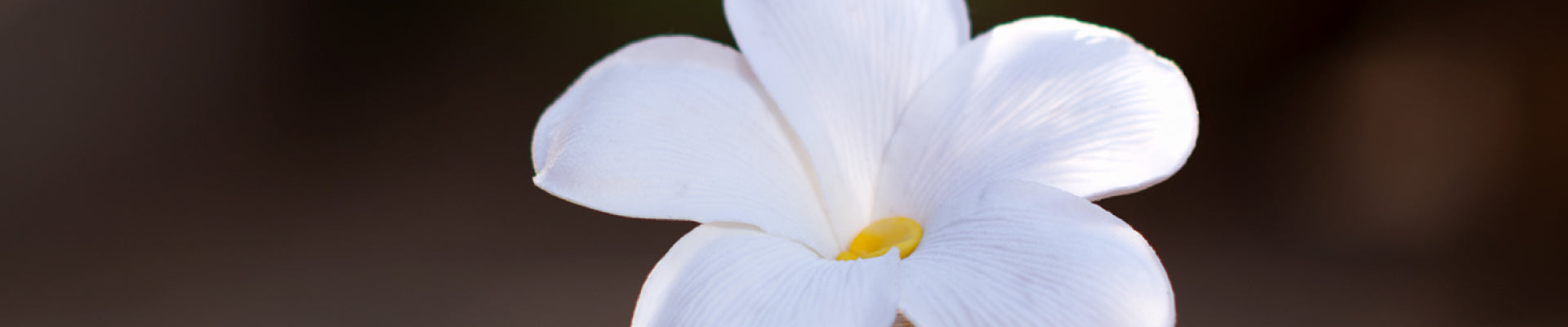 Scented flower